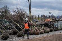 240213_Bomen_planten_Julianaplein_Raymond_Bos_Beeldnummer_00141_1